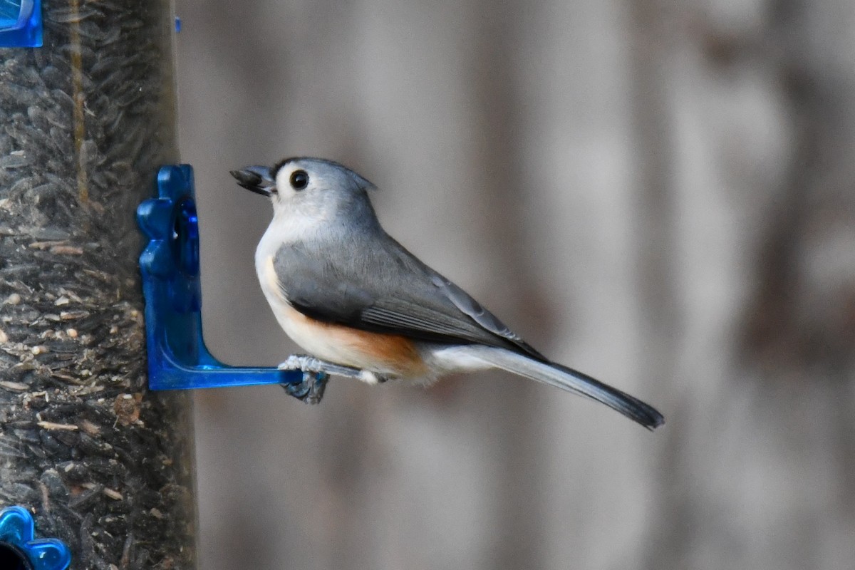 gråduskmeis - ML645475916