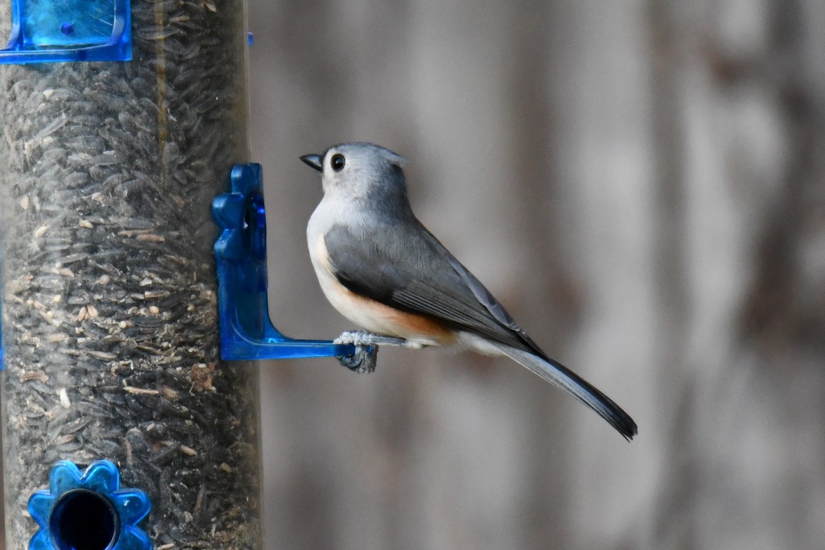 gråduskmeis - ML645475917