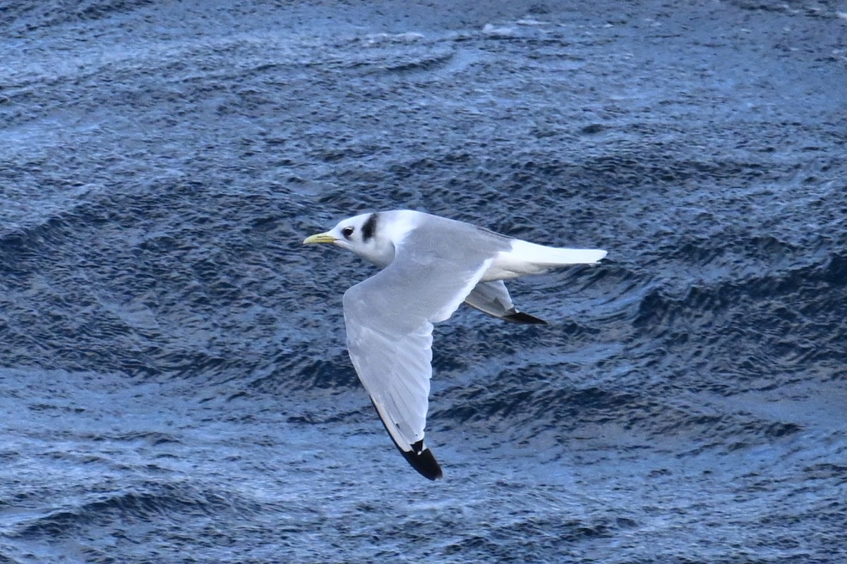 krykkje - ML645475919