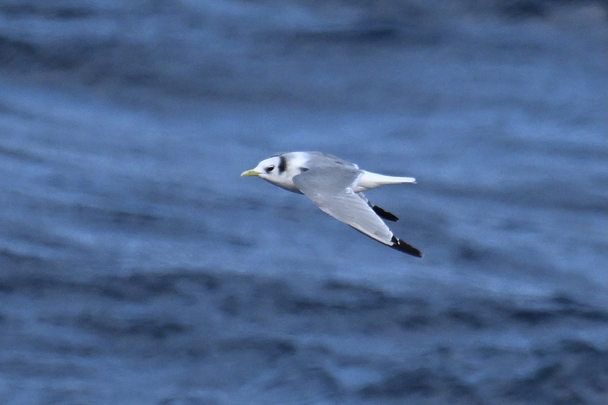 krykkje - ML645475920