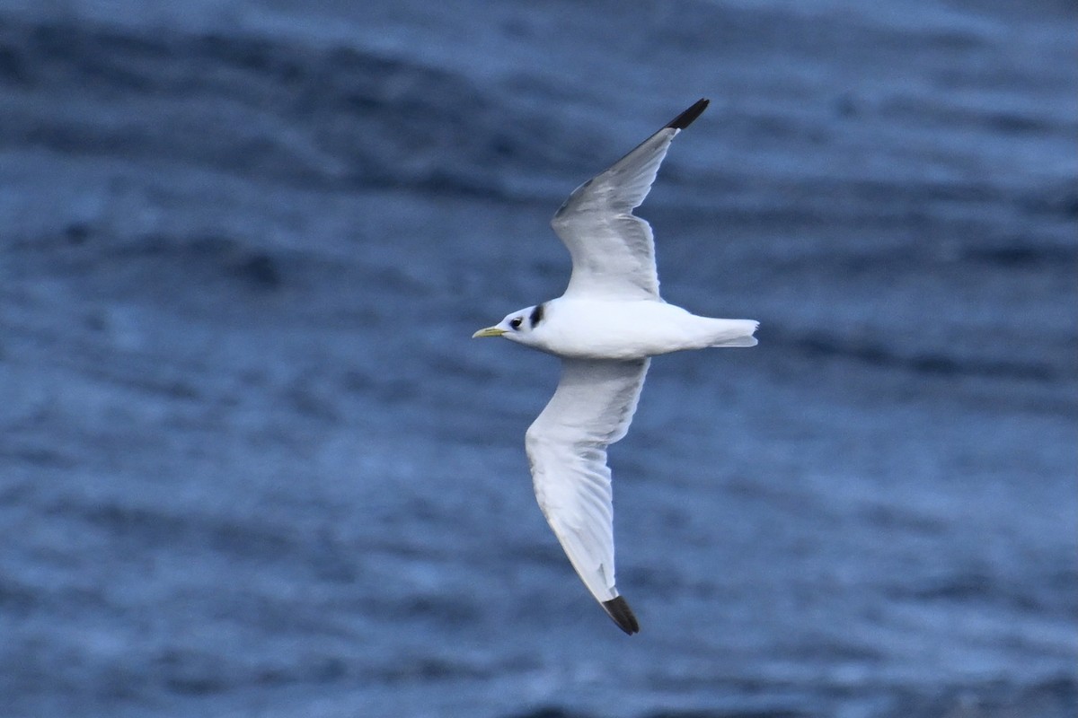 krykkje - ML645475921