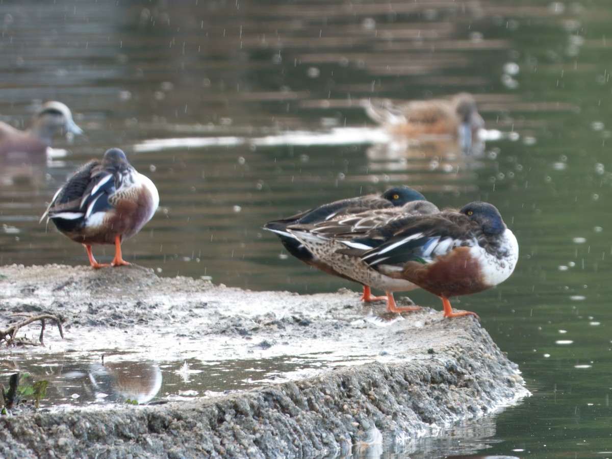 Mestolone - ML645475923