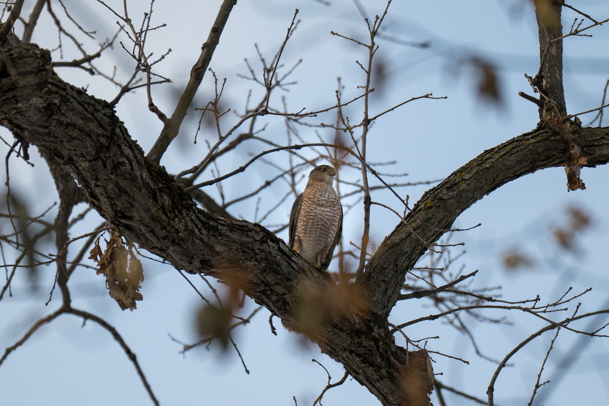 Cooper's Hawk - ML645475924