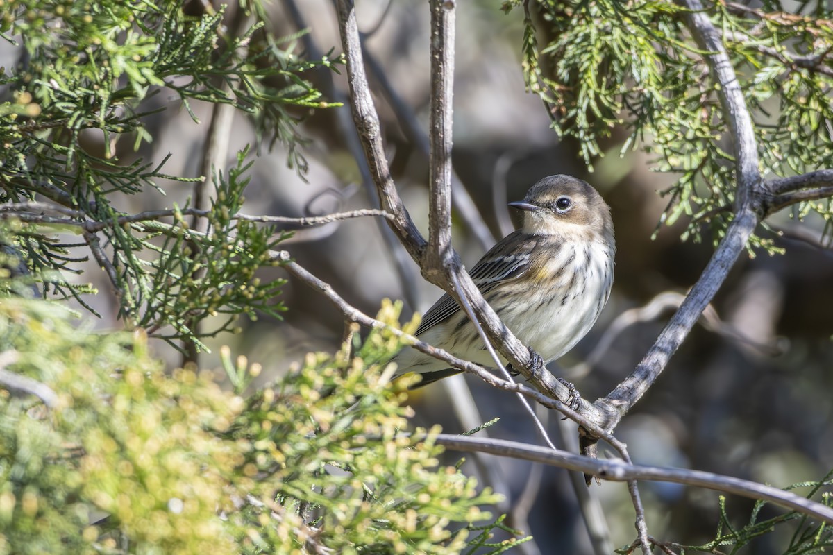 Yellow-rumped Warbler - ML645475931