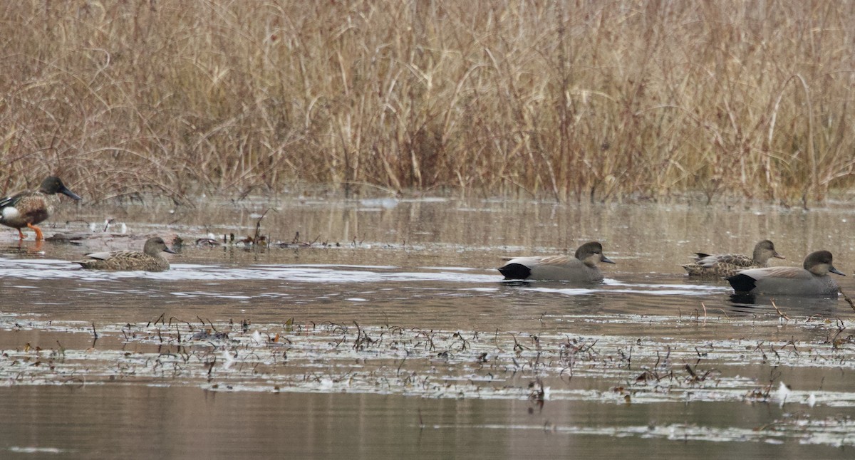 Boz Ördek - ML645475934