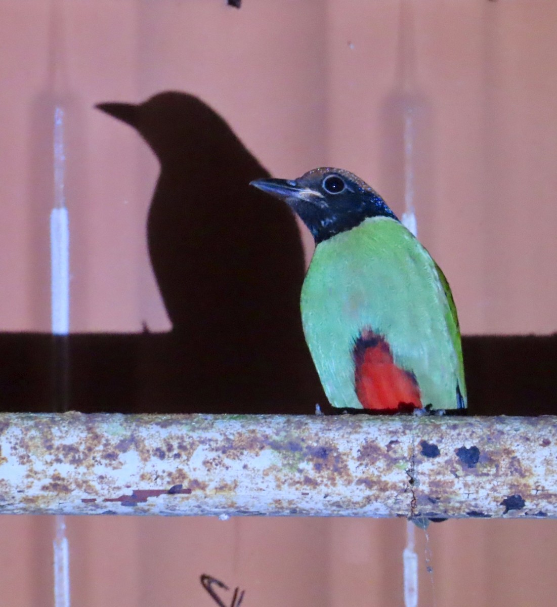 Western Hooded Pitta - ML645475940