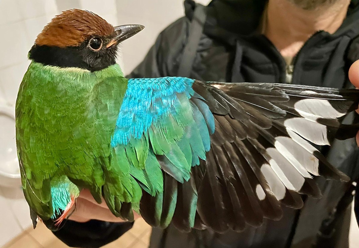 Western Hooded Pitta - ML645475941