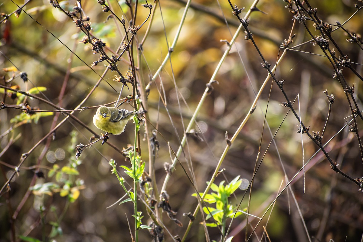 Lesser Goldfinch - ML645475945