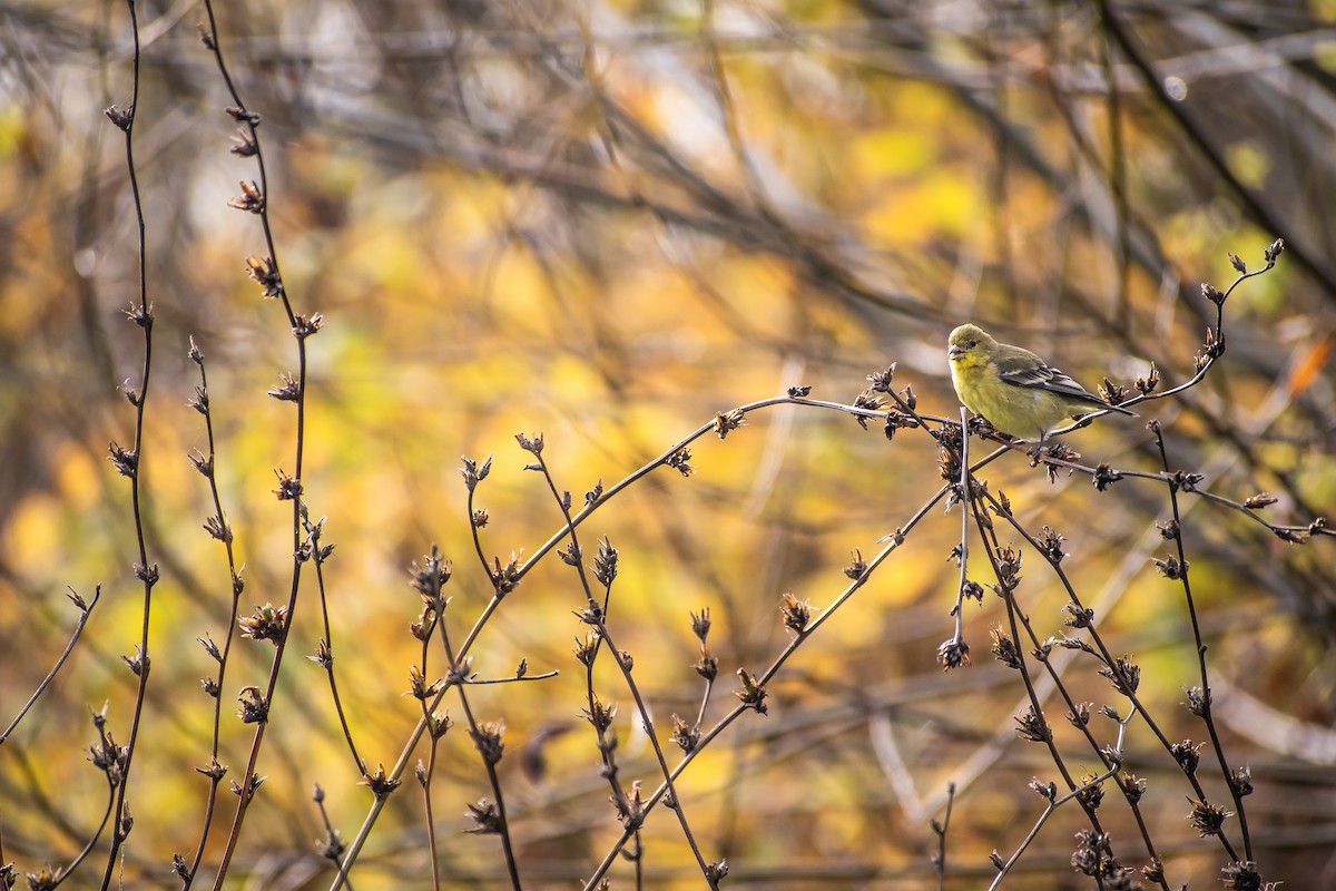 Lesser Goldfinch - ML645475946