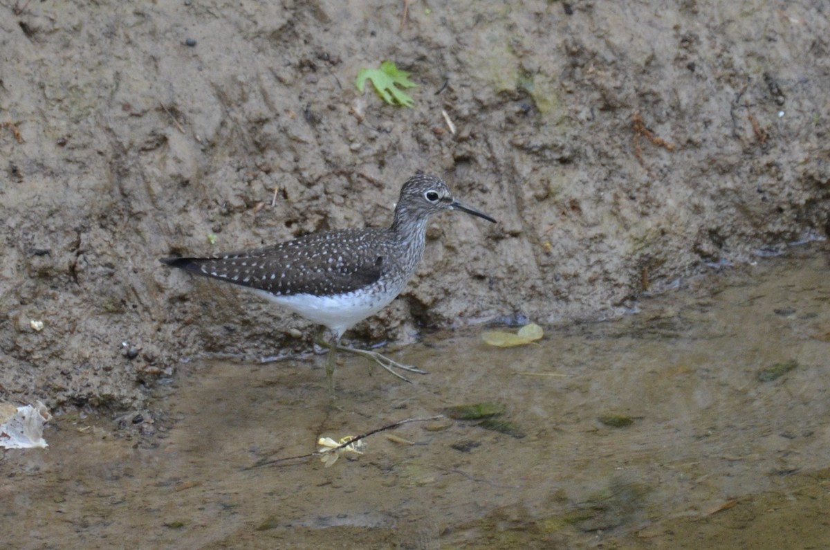 eremittsnipe - ML645475950