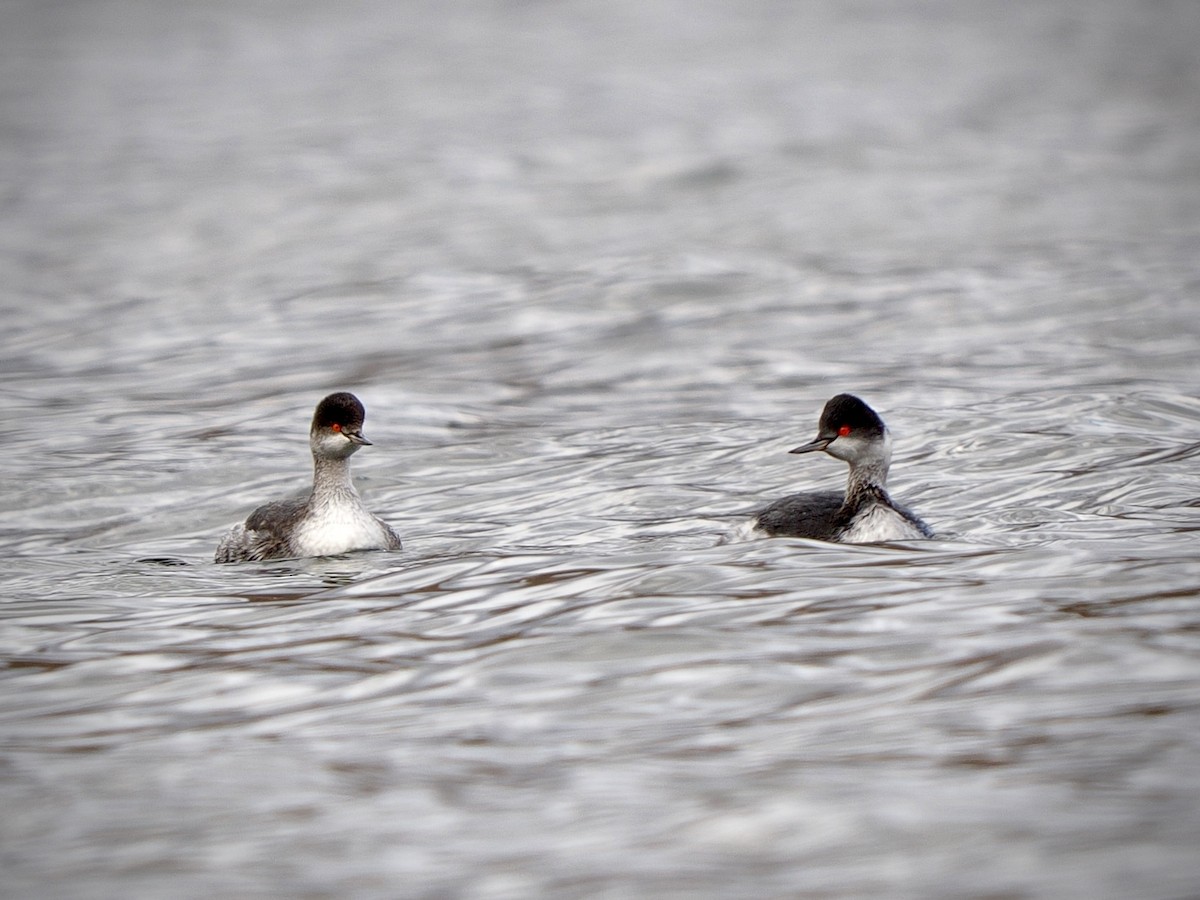 Grèbe à cou noir - ML645475952