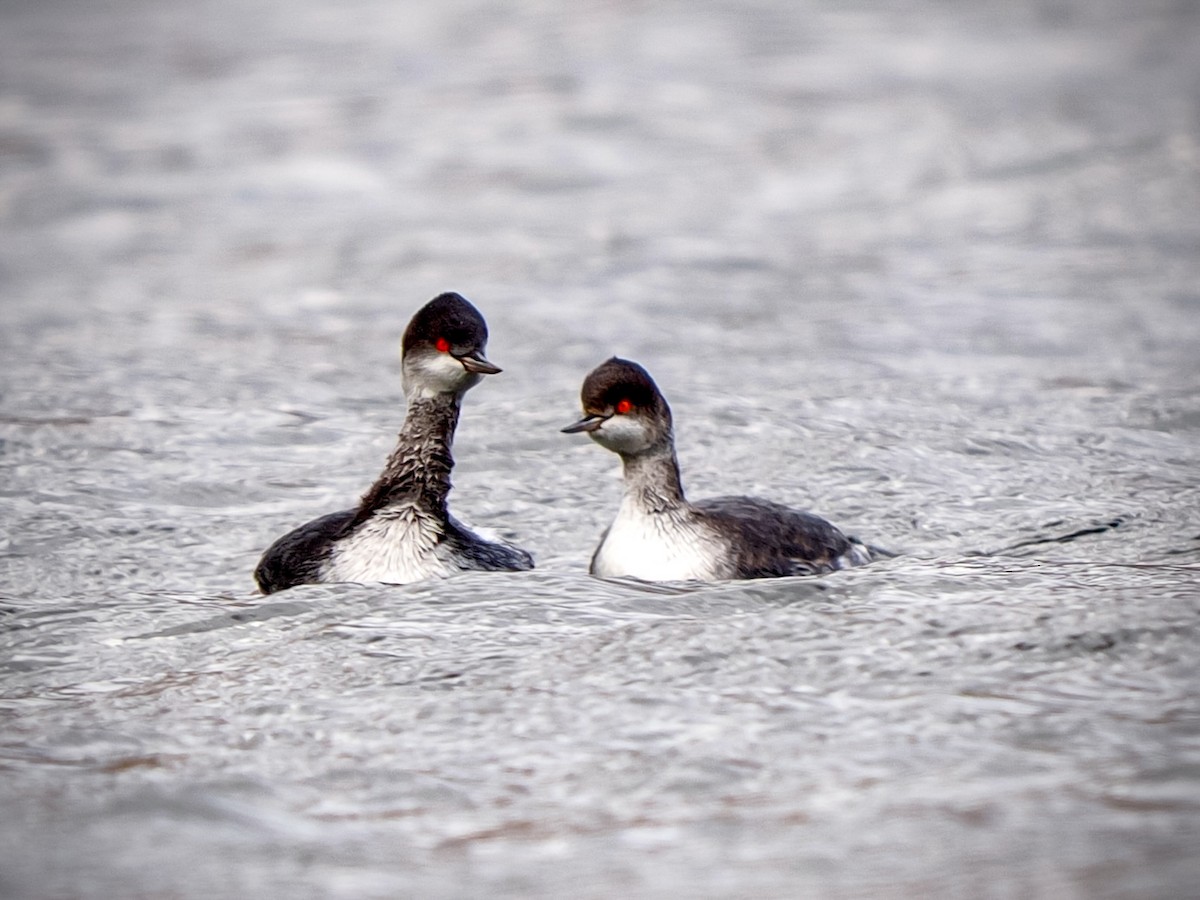 Grèbe à cou noir - ML645475953