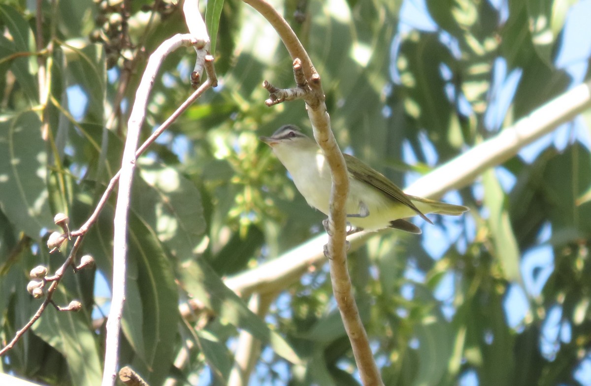 rødøyevireo - ML645475956