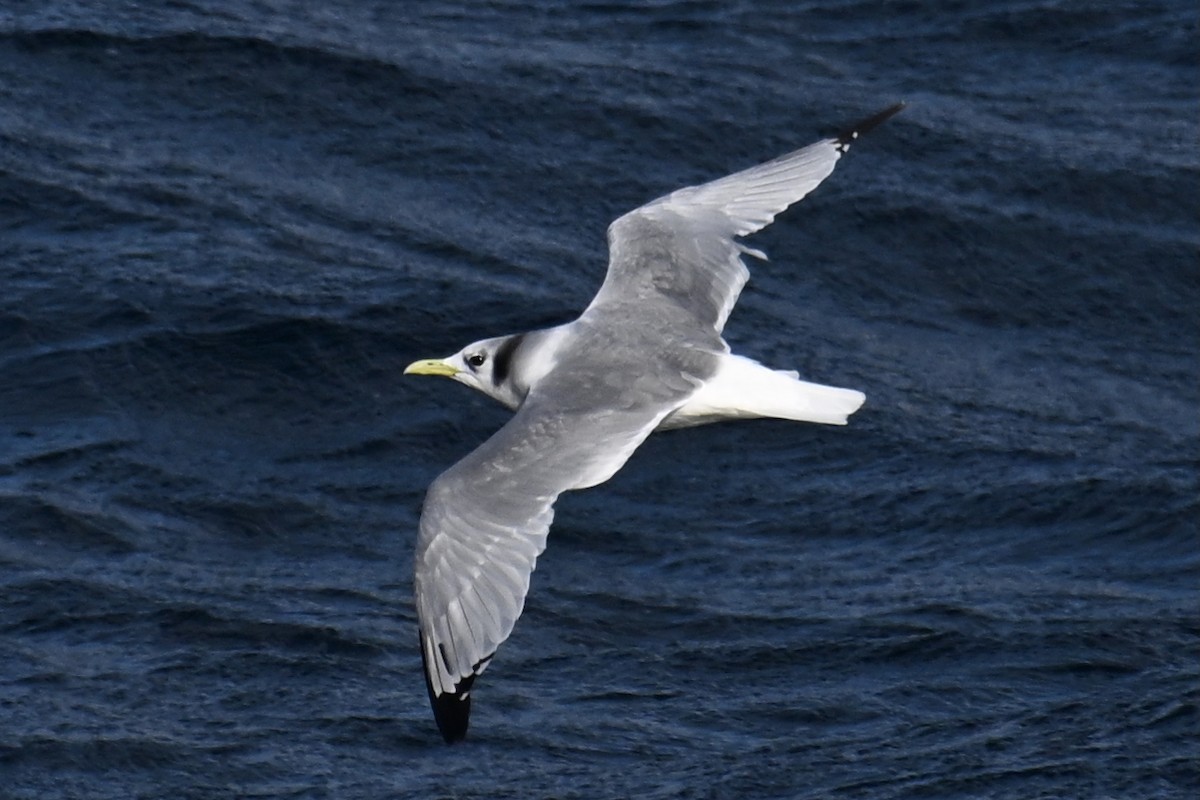 krykkje - ML645475957