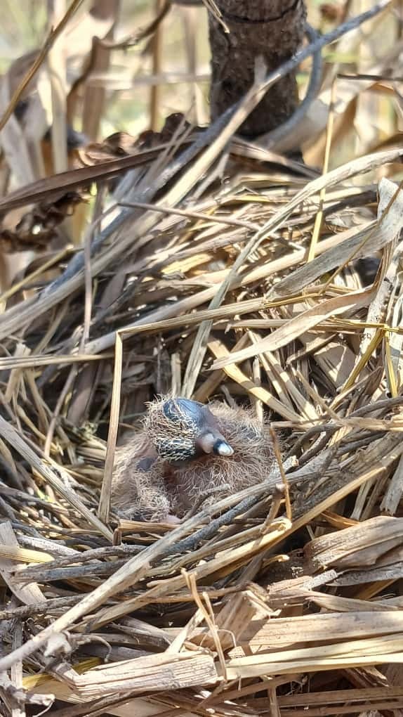 kaneldue - ML645475958