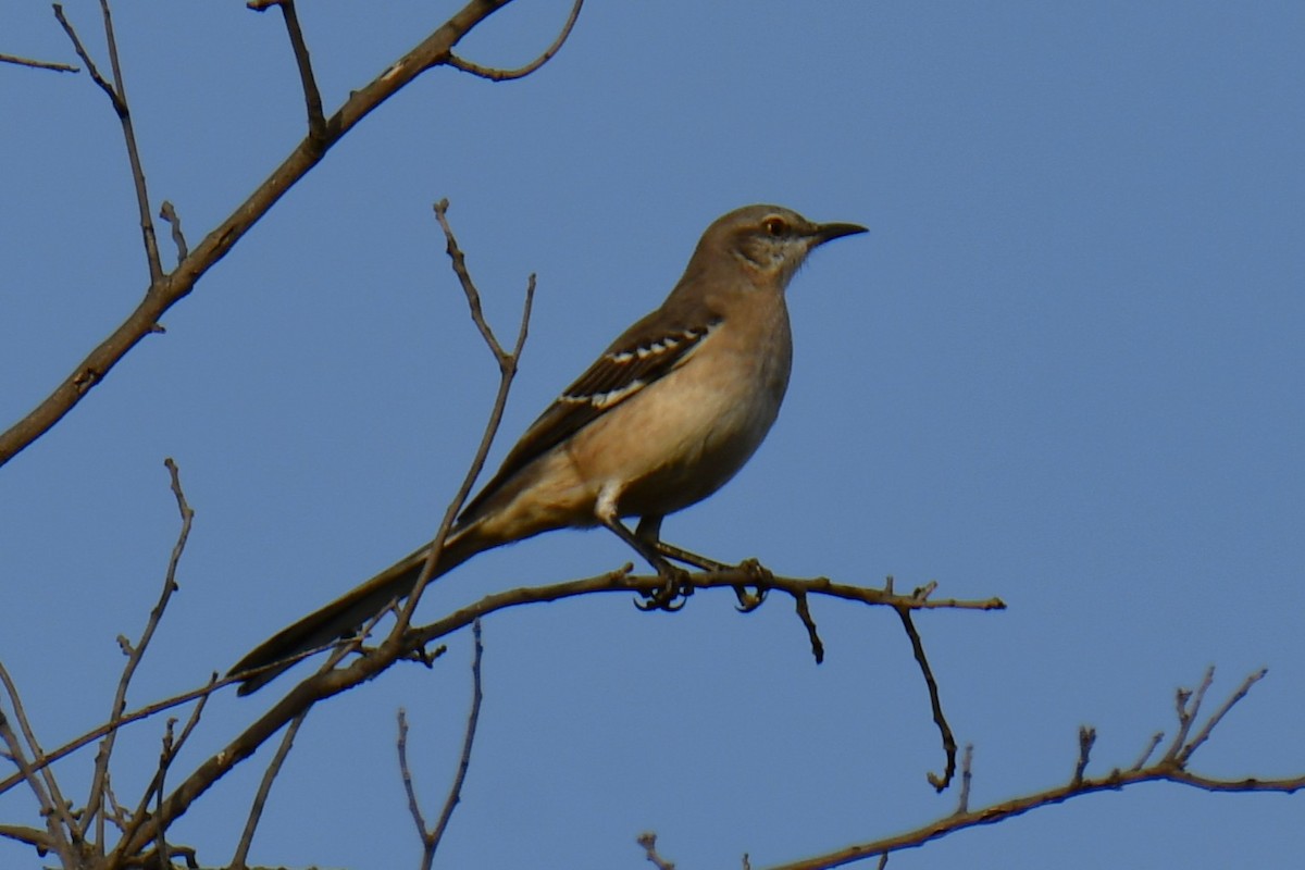 sangspottefugl - ML645475959