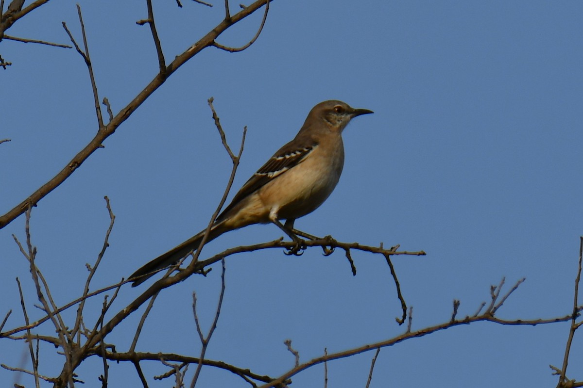 sangspottefugl - ML645475960