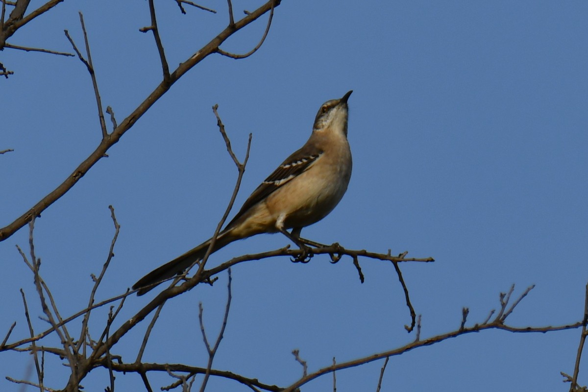 sangspottefugl - ML645475961