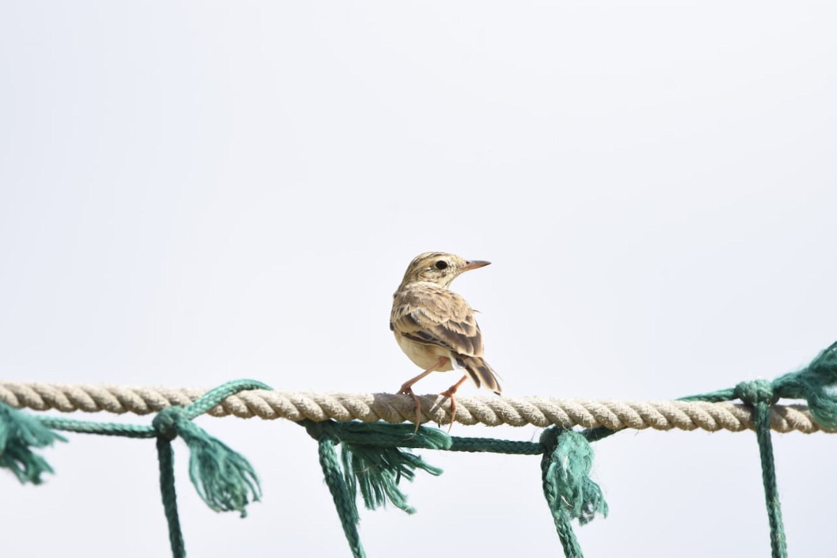 orientpiplerke - ML645475962