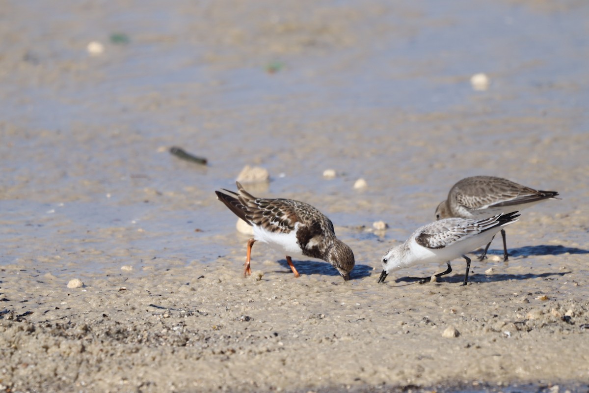 sandløper - ML645475965