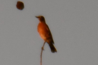 vandretrost - ML645475968