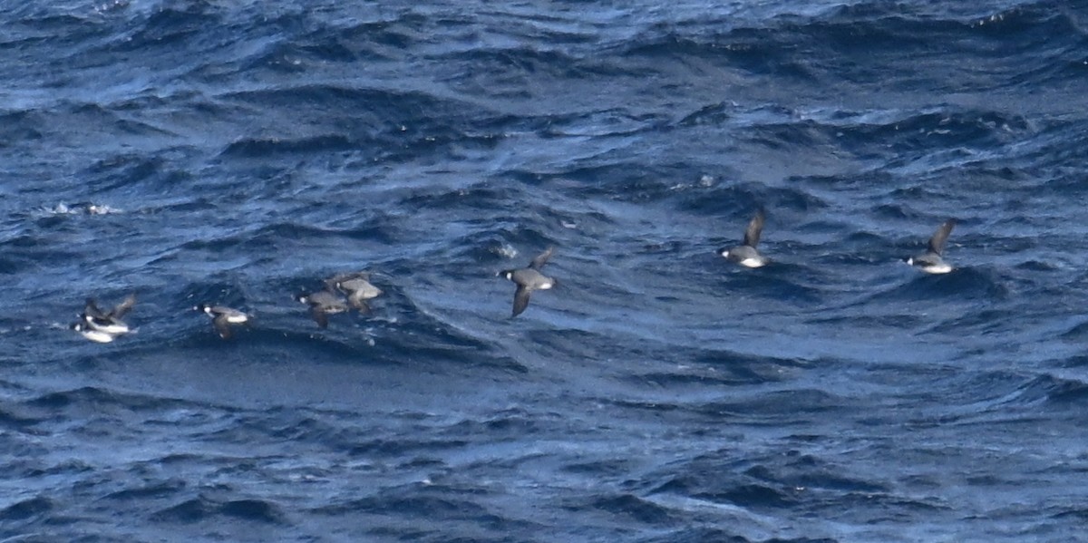 nordstarik - ML645475969