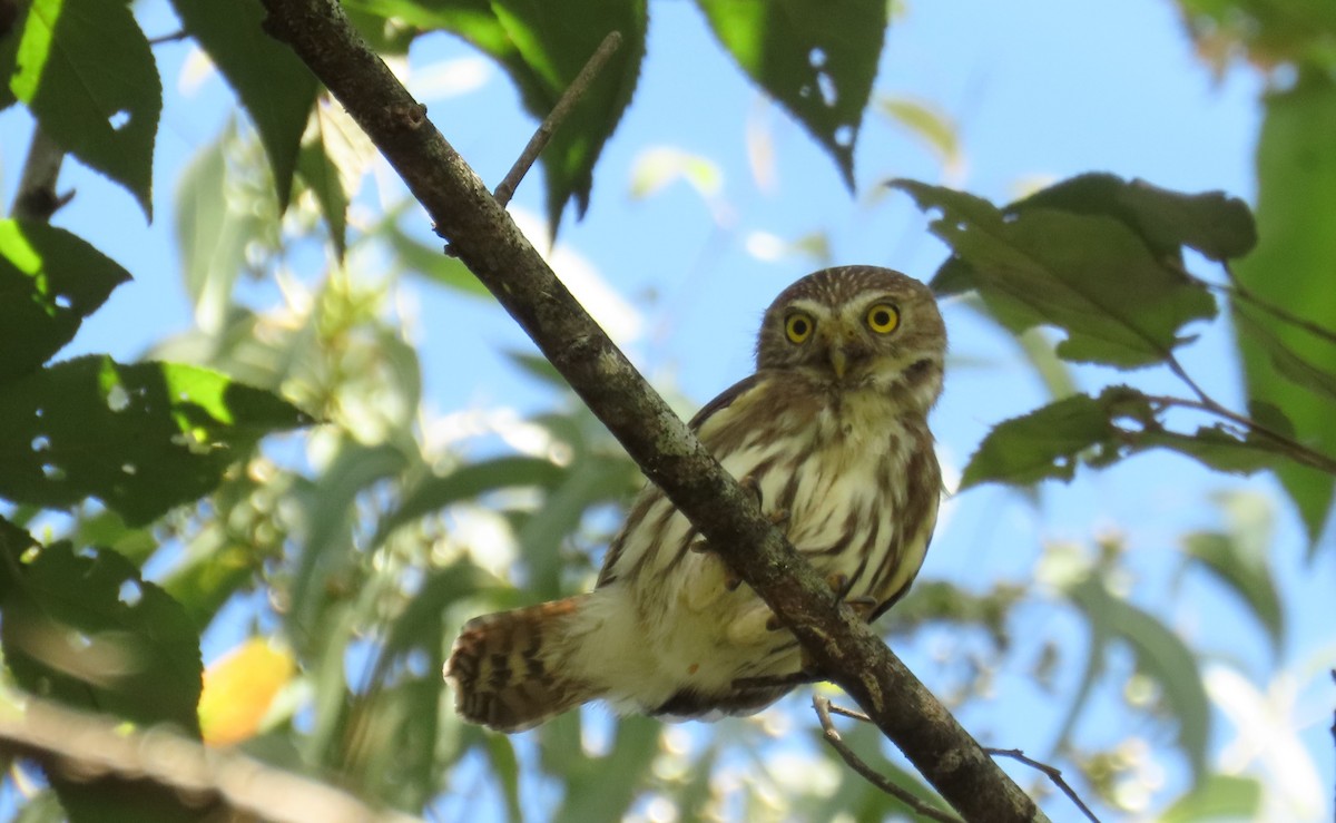 øgleugle - ML645475971