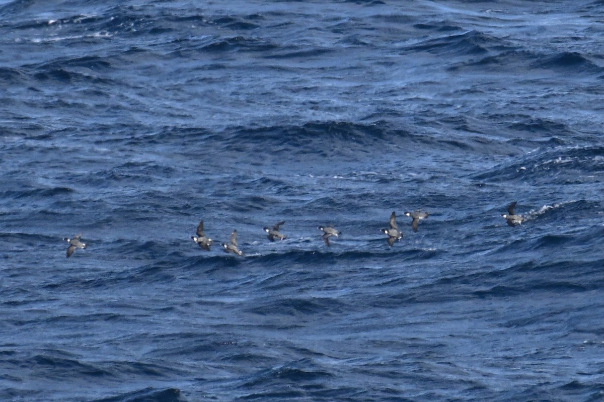 nordstarik - ML645475972