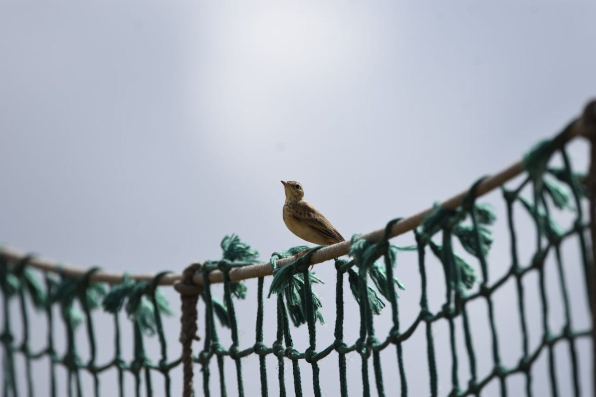 orientpiplerke - ML645475973