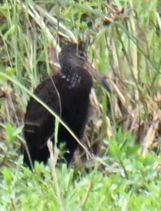 riksetrane - ML645475974