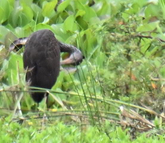 riksetrane - ML645475975