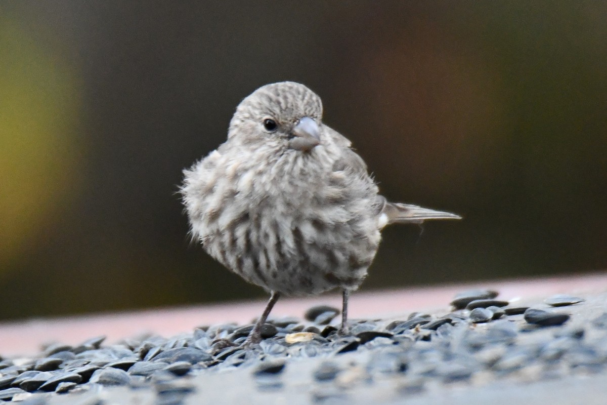 husrosenfink - ML645475982