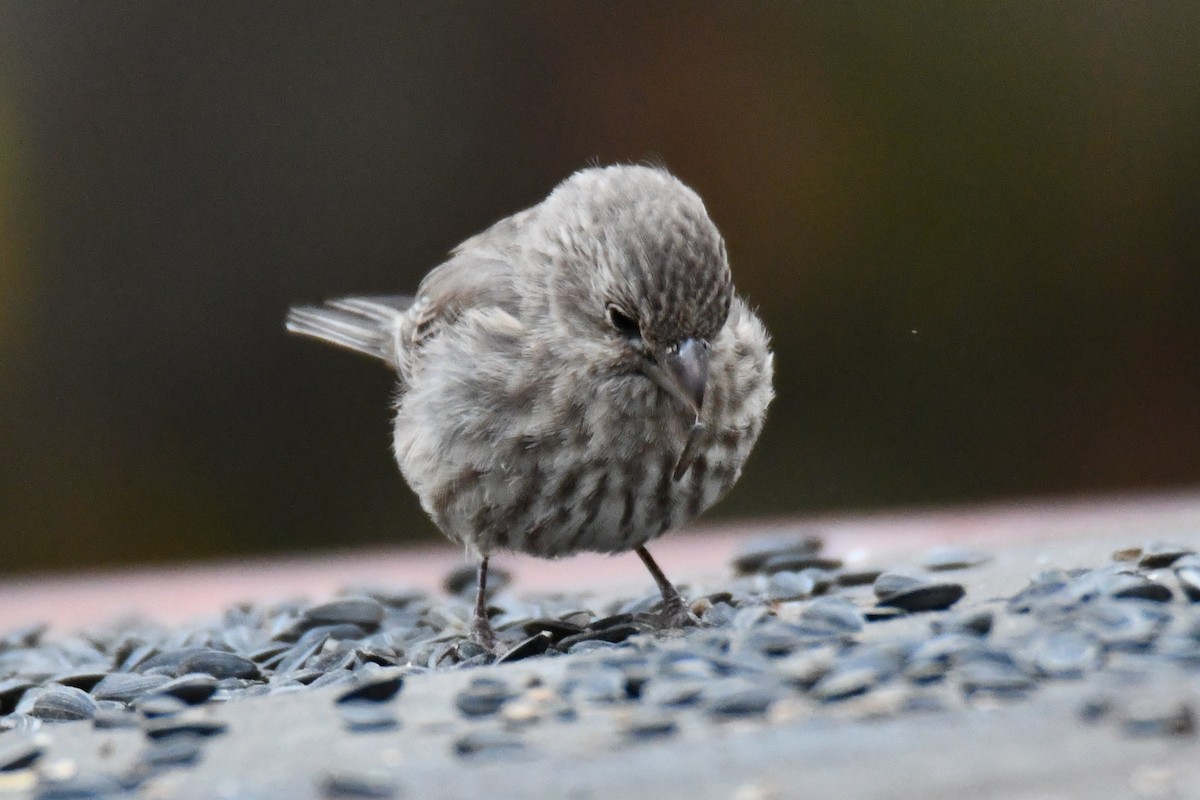 husrosenfink - ML645475983