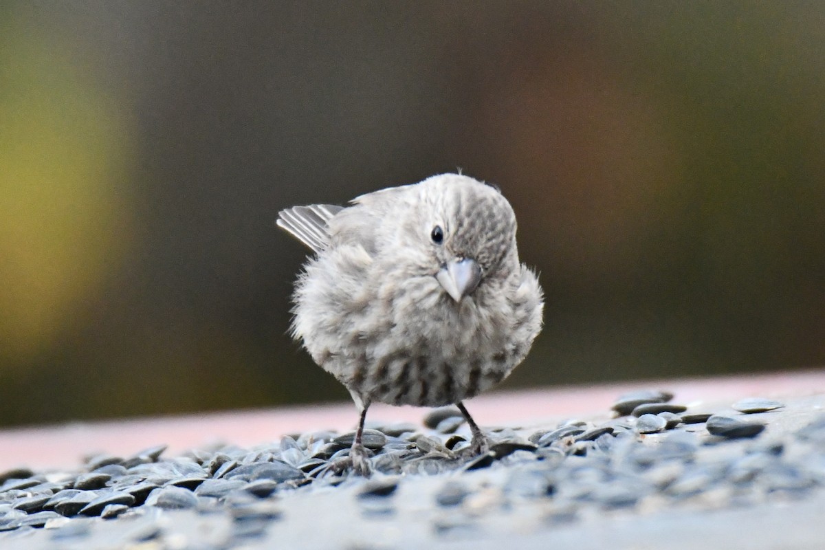 husrosenfink - ML645475984