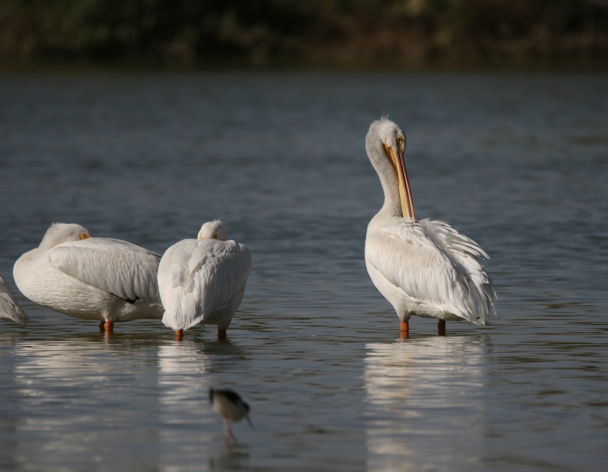 amerikapelikan - ML645475985