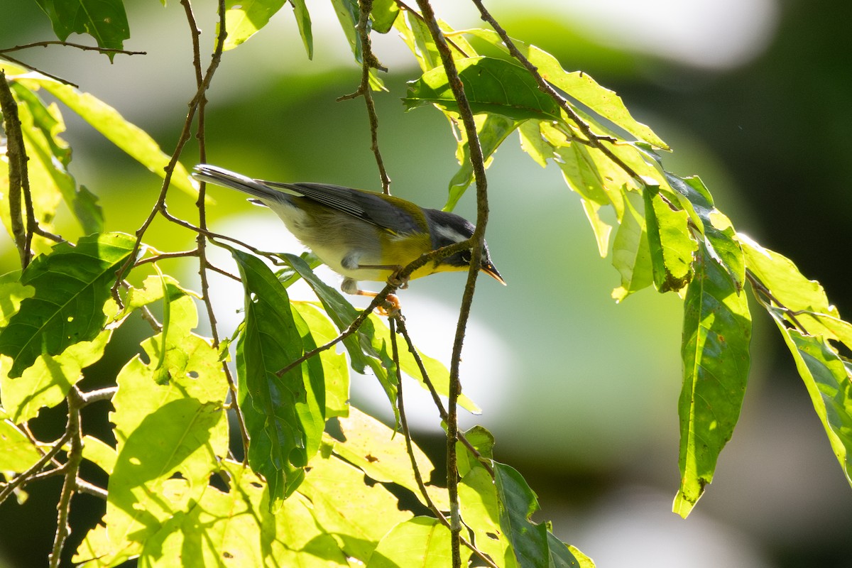 halvmåneparula - ML645475987