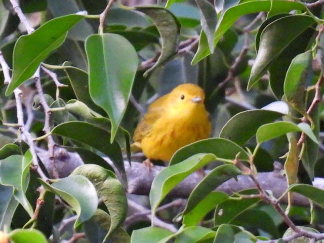 Northern Yellow Warbler - ML645475991