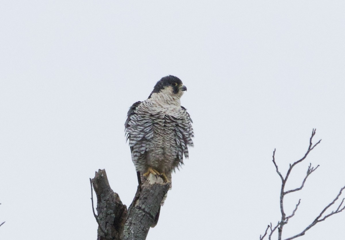 遊隼 - ML645475996