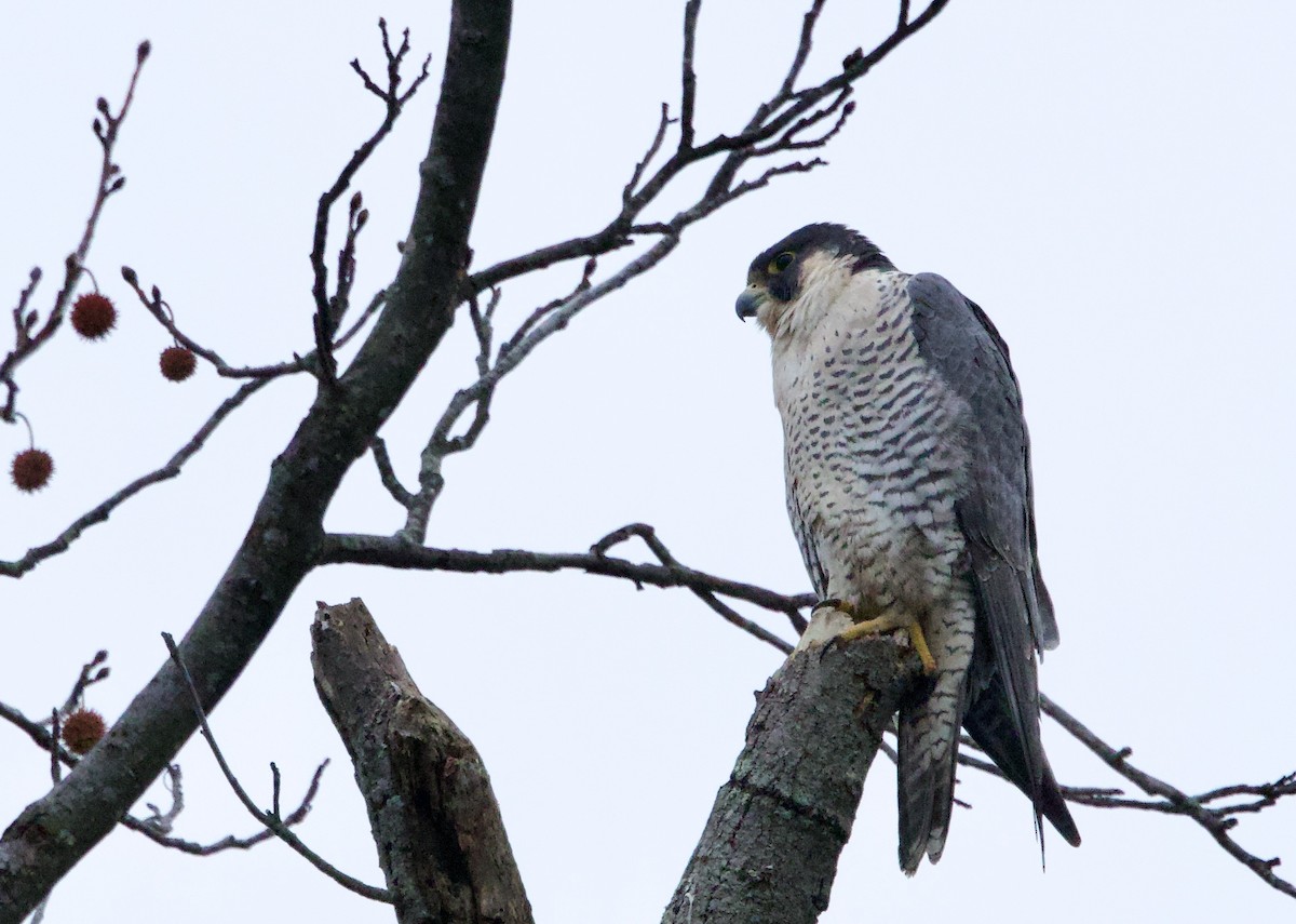 遊隼 - ML645475997