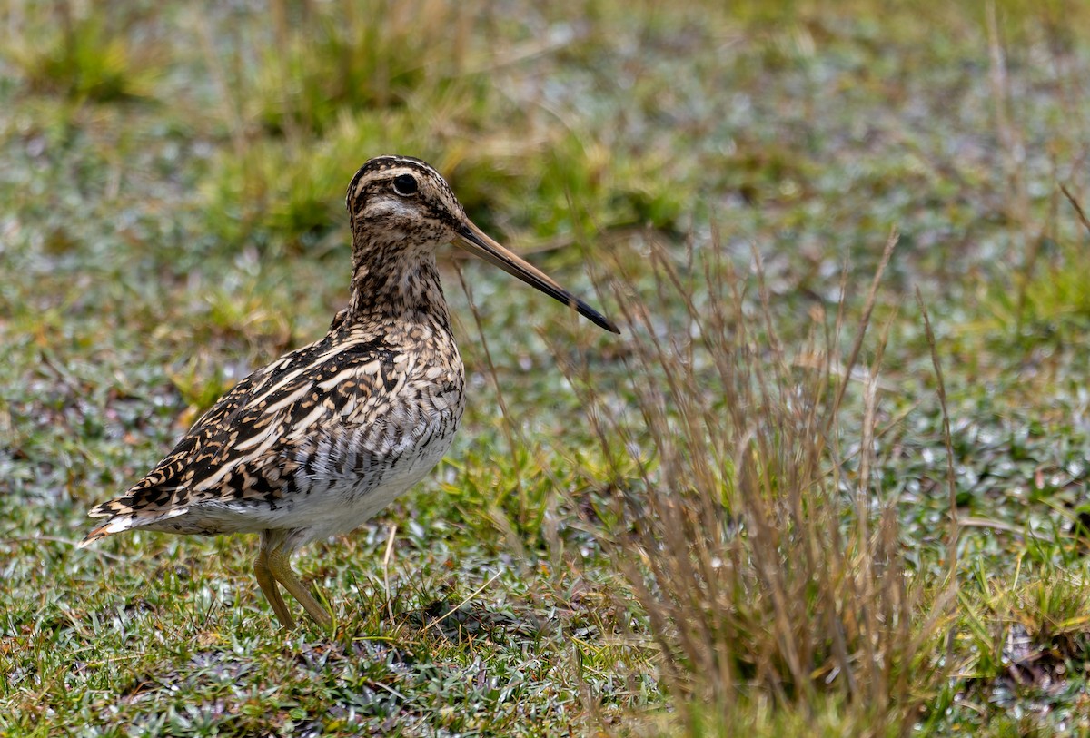 Punabekassine - ML645475998