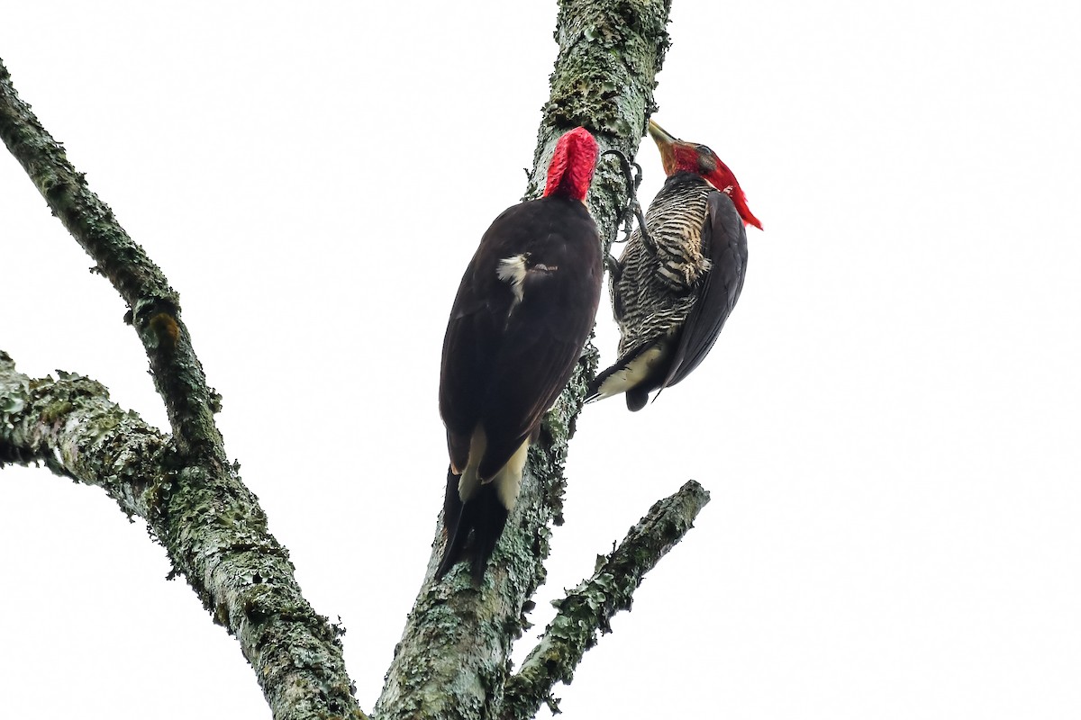 Helmeted Woodpecker - ML645476004