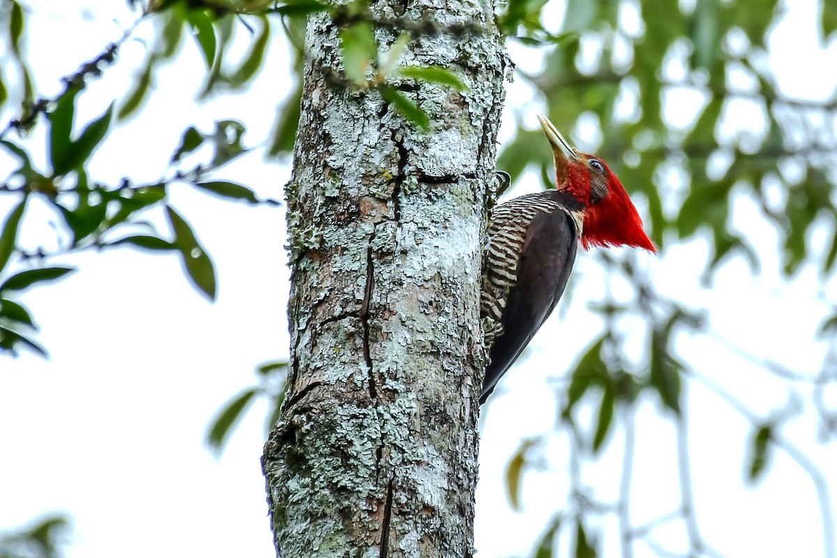 Helmeted Woodpecker - ML645476005