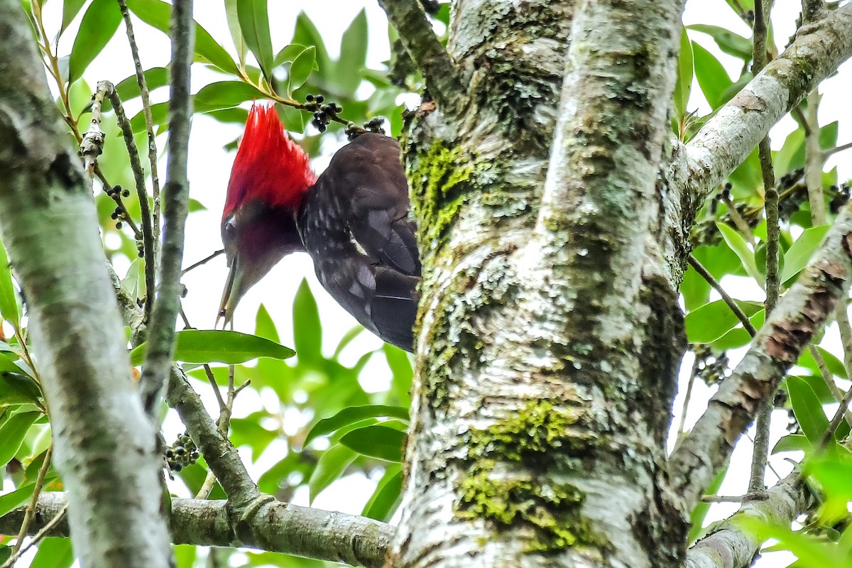 Helmeted Woodpecker - ML645476006