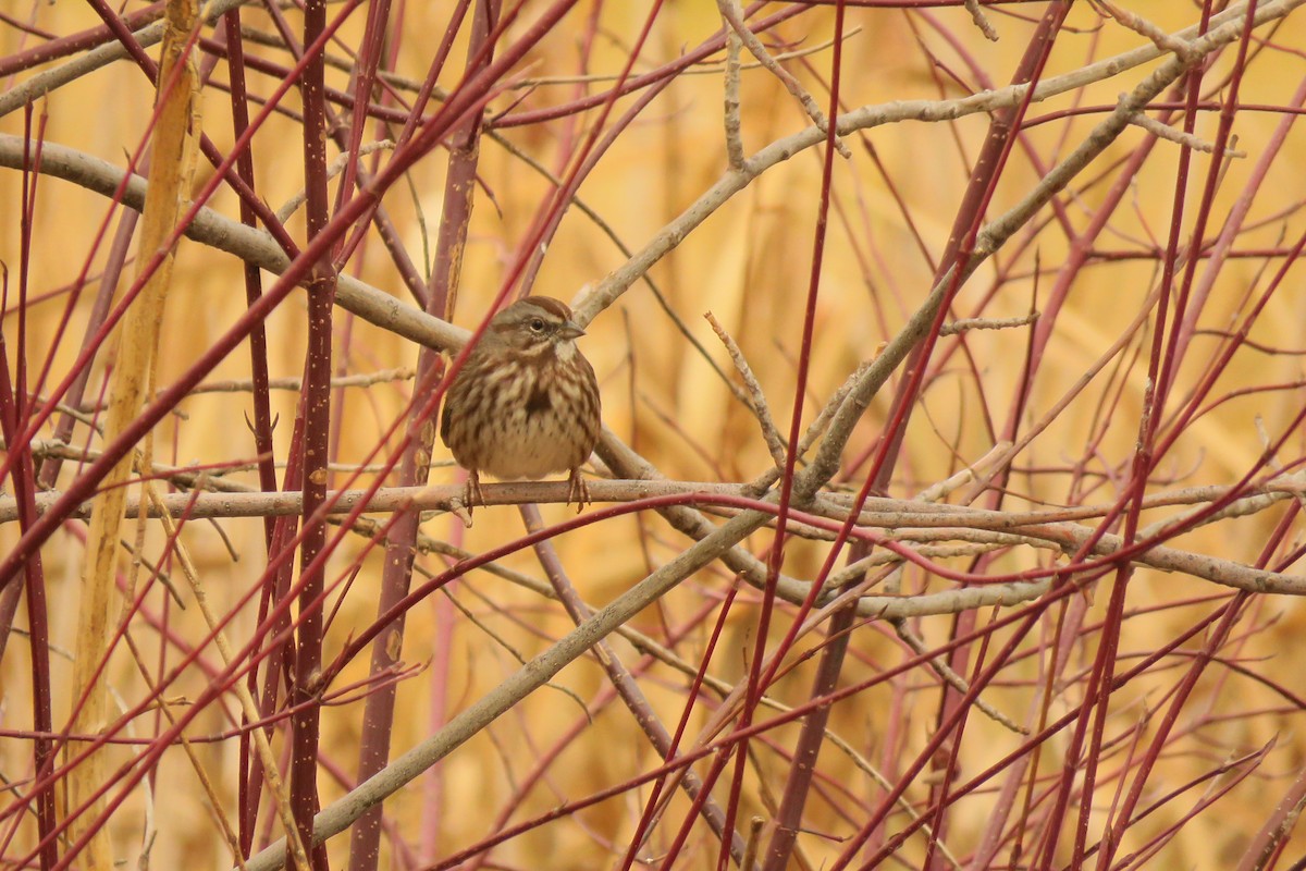 Song Sparrow - ML645476007