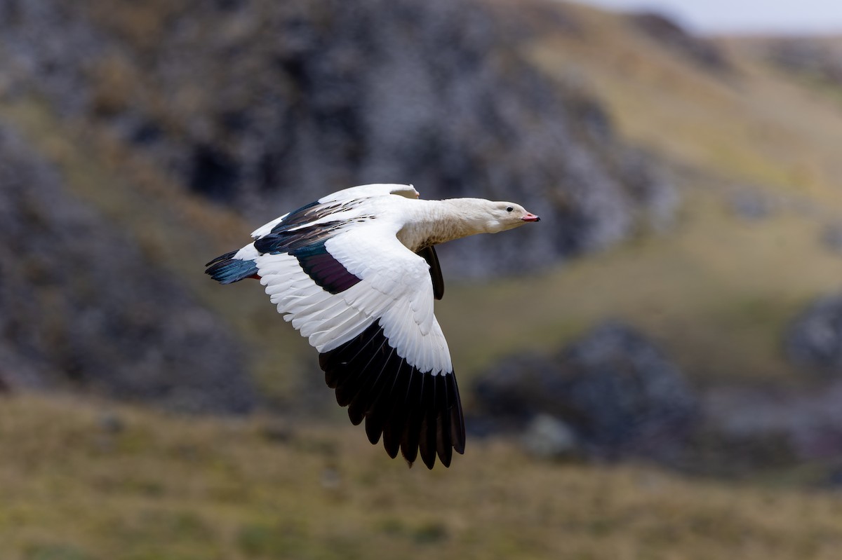 Andengans - ML645476009