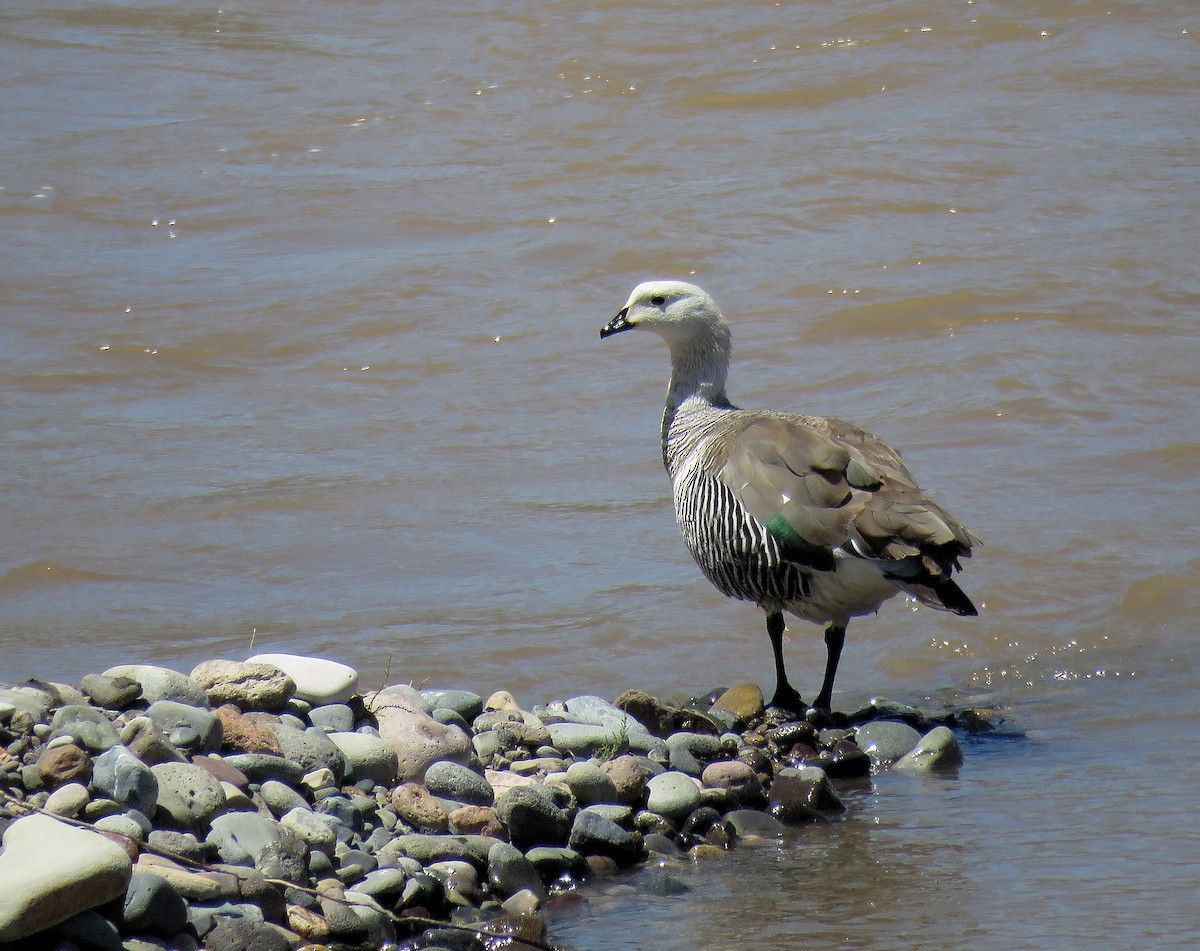 Upland Goose - ML645476012