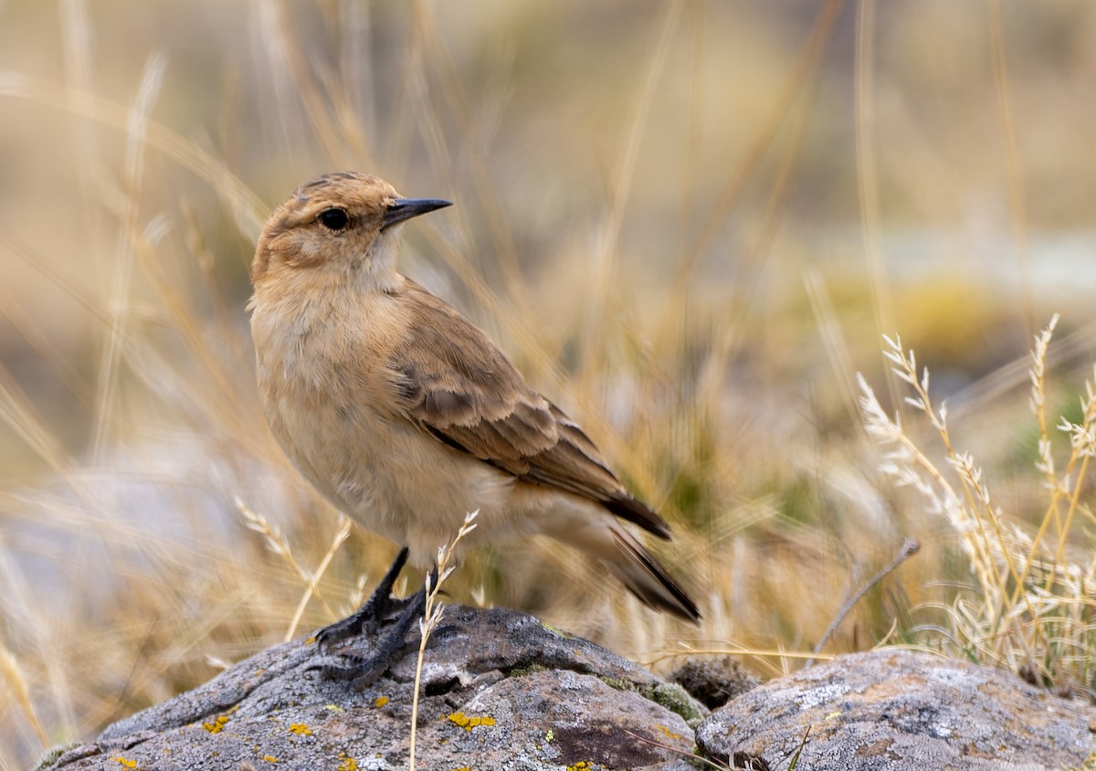 Zimthals-Erdhacker - ML645476013