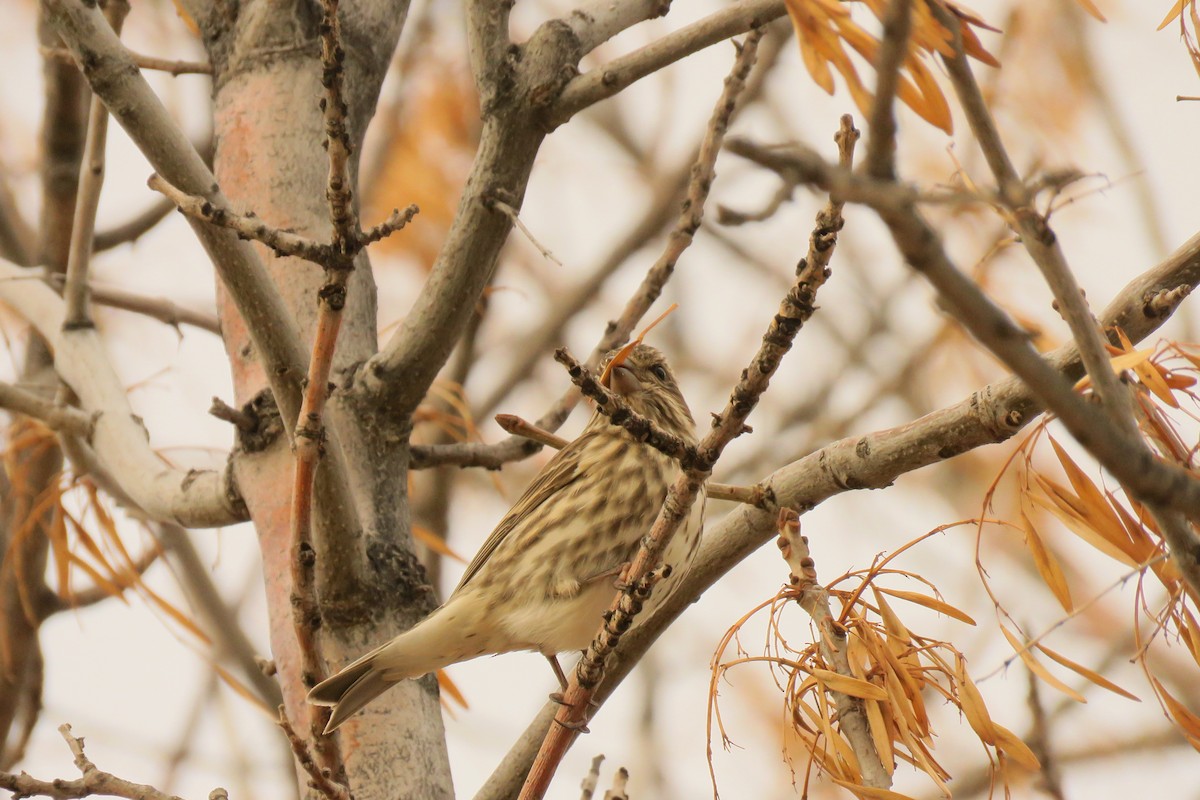 Purple Finch - ML645476014