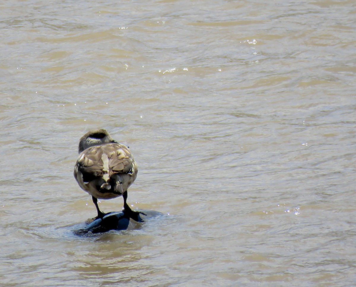 Crested Duck - ML645476018
