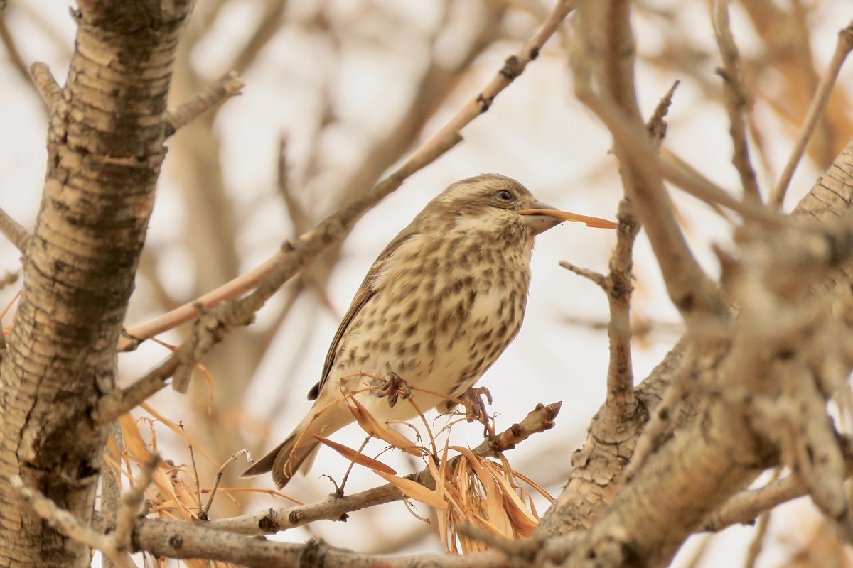 Purple Finch - ML645476019